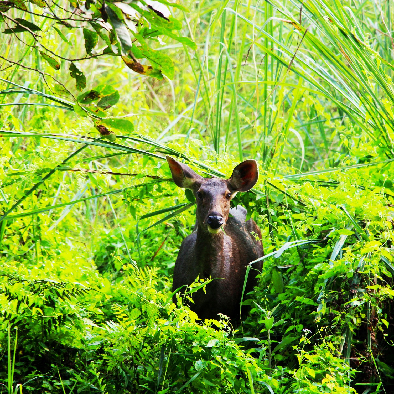 Chitwan Jungle Safari